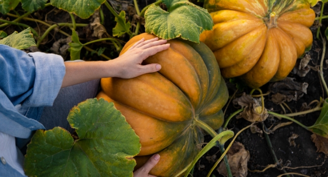 Picture of pumpkin patch