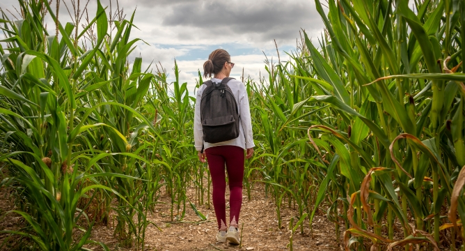 Picture of person walking through corn fields