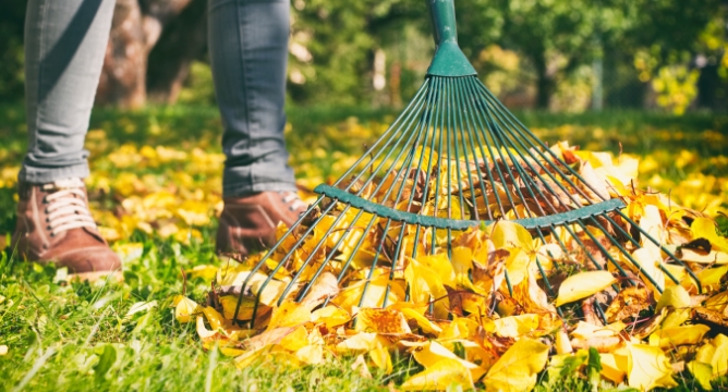 Picture of person raking leaves in autumn